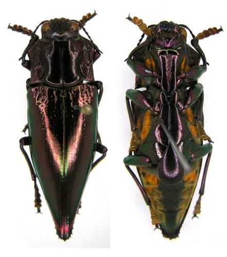 Cyphogastra angulicollis
