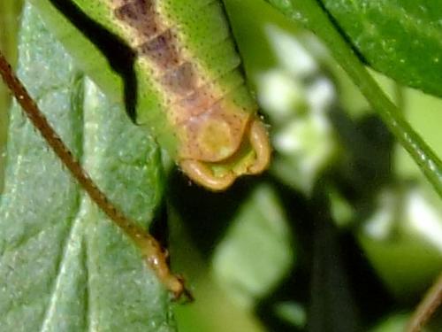 Réf. 80 020 : Leptophyes laticauda