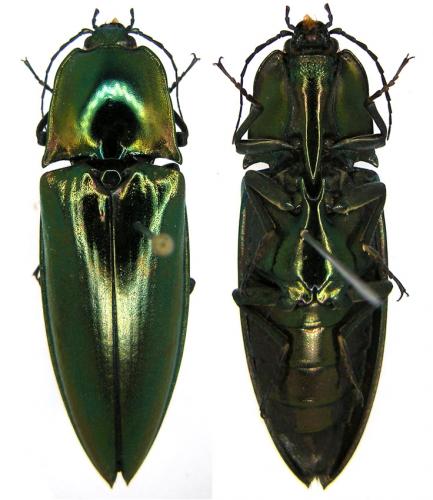 Réf. 80 278 : Campsosternus auratus