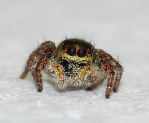 Réf. 80 777 : Carrhotus xanthogramma
