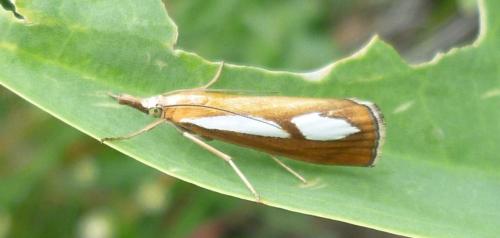Catoptria conchella