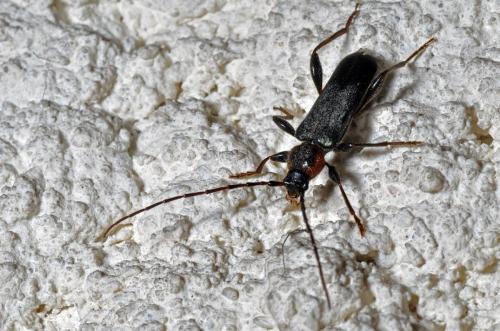 Réf. 80 161 : Phymatodes testaceus