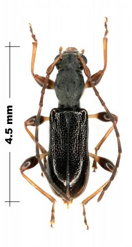 Spathuliger fasciolatus