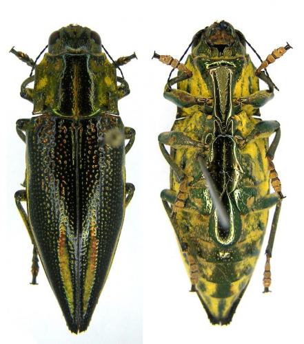 Réf. 80 559 : Cyphogastra farinosa