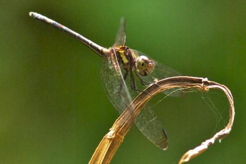 Micrathyria sp.
