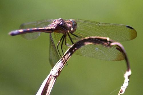 Micrathyria sp.
