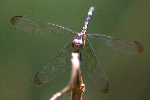 Micrathyria sp.