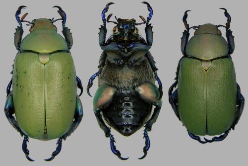 Chrysina erubescens