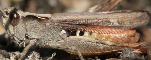 Réf. 80 153 : Chorthippus vagans vagans