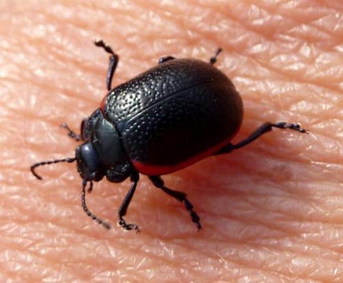 Chrysolina kuesteri