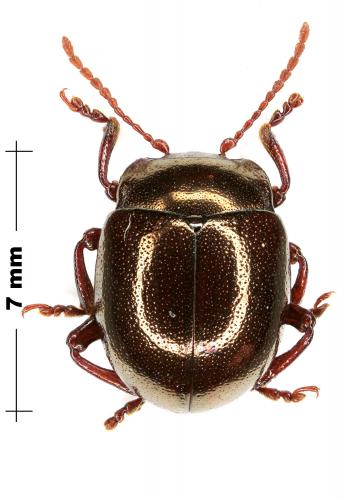 Chrysolina rufa