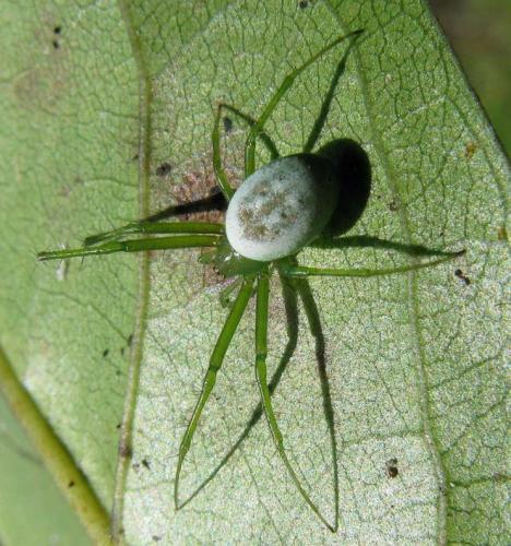 Réf. 80 805 : Prasonicella sp.