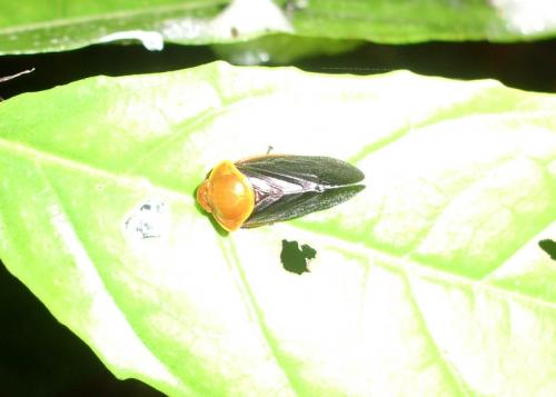 Leptataspis sp.