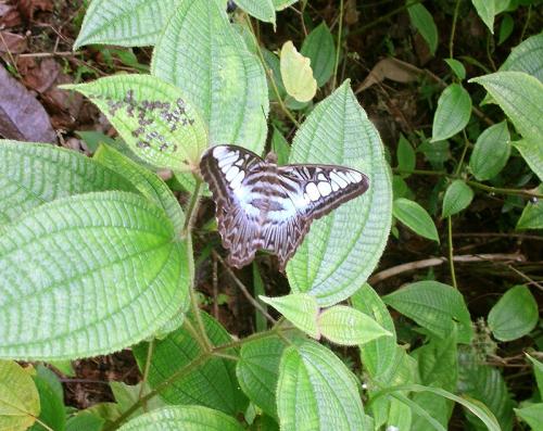 Réf. 80 528 : Parthenos sylvia