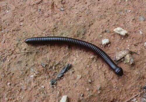 Thyropygus sp.