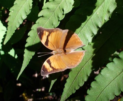 Réf. 80 518 : Doleschallia bisaltide