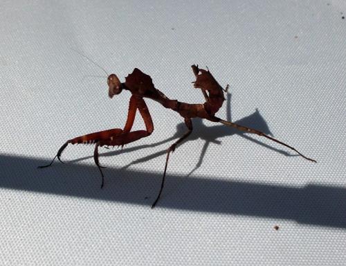 Deroplatys sp.