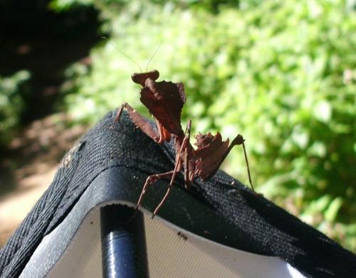 Deroplatys sp.