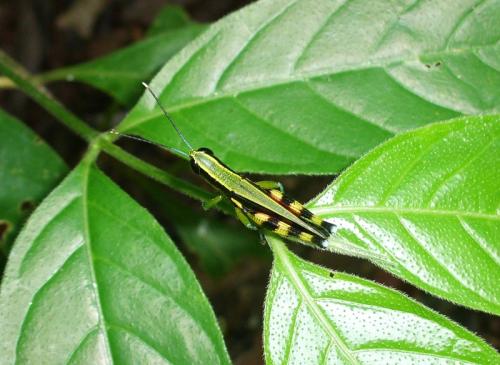 Stenocatantops sp.