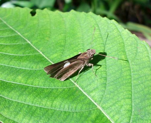 Notocrypta sp.