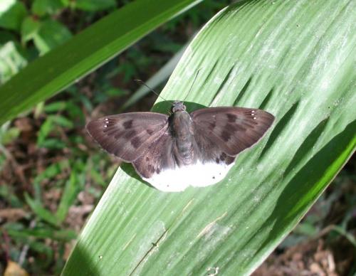 Tagiades sp.