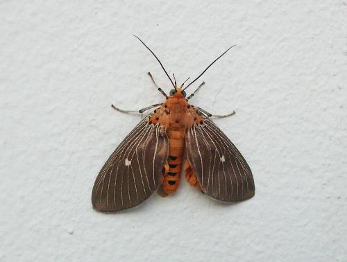 Asota caricae