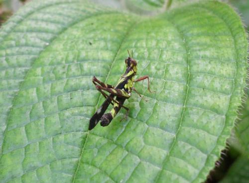 Erianthus sp.
