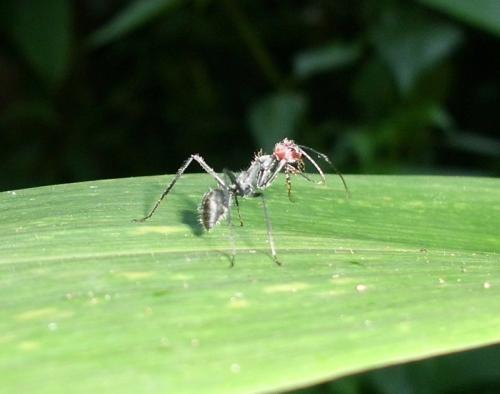Camponotus singularis