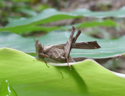 Erianthus sp.