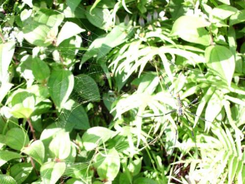 Nephila pilipes