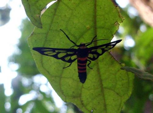 Amata sp.