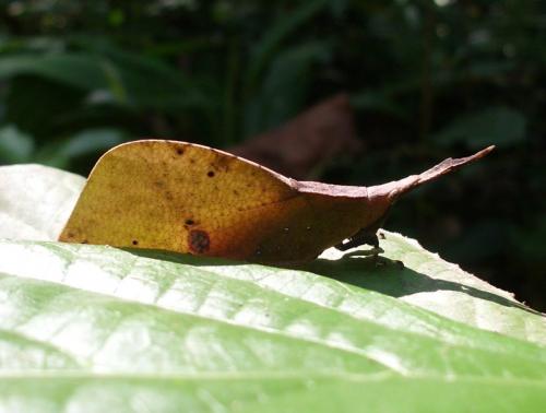 Systella sp.