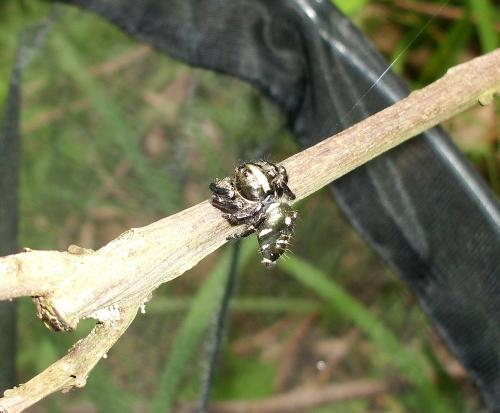 Hyllus diardi