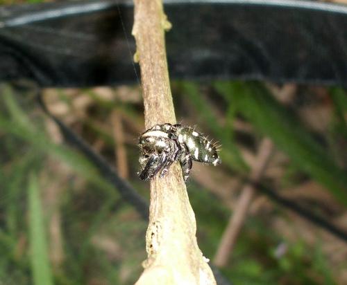 Hyllus diardi