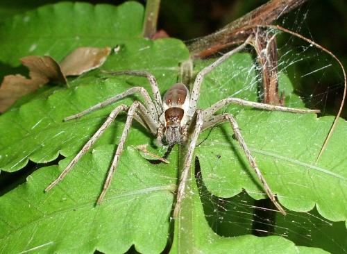 Thalassius sp.