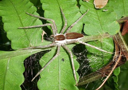 Thalassius sp.