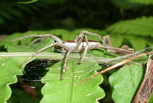 Thalassius sp.