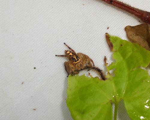 Hyllus diardi
