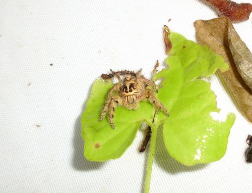 Hyllus diardi