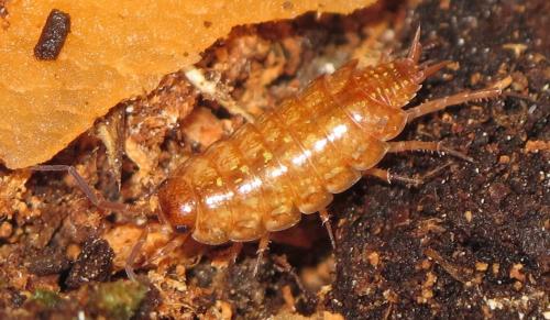 Philoscia affinis