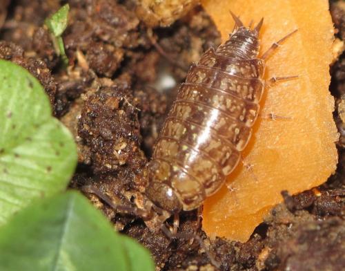 Philoscia affinis