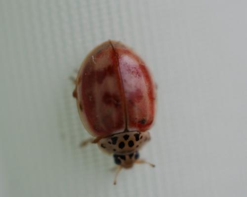 Harmonia quadripunctata