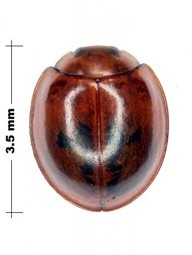 Réf. 80 002 : Exochomus quadripustulatus