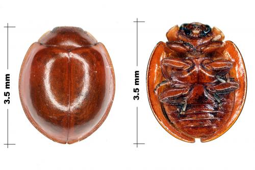 Exochomus quadripustulatus