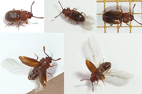 Cryptophagus sp.