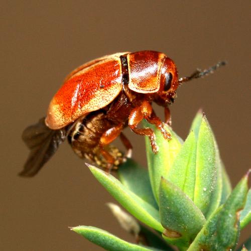 Réf. 80 115 : Cryptocephalus pini