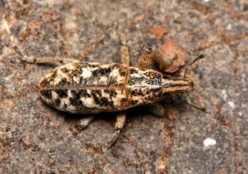 Cyphocleonus dealbatus