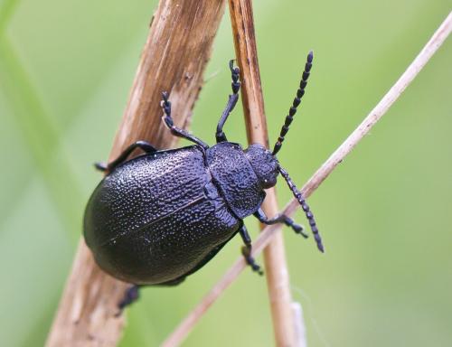 Réf. 80 724 : Galeruca tanaceti