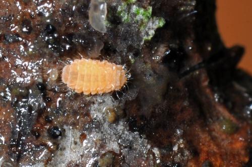 Monobella grassei