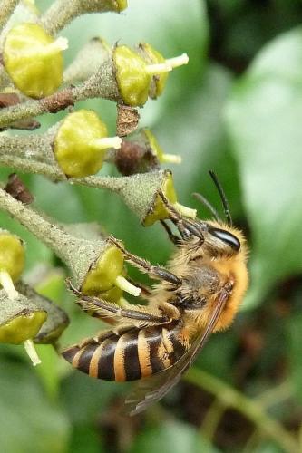 Colletes hederae